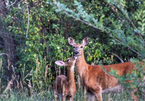 Exploring the Outdoors in Wheat Ridge, CO: Popular Activities for Seniors
